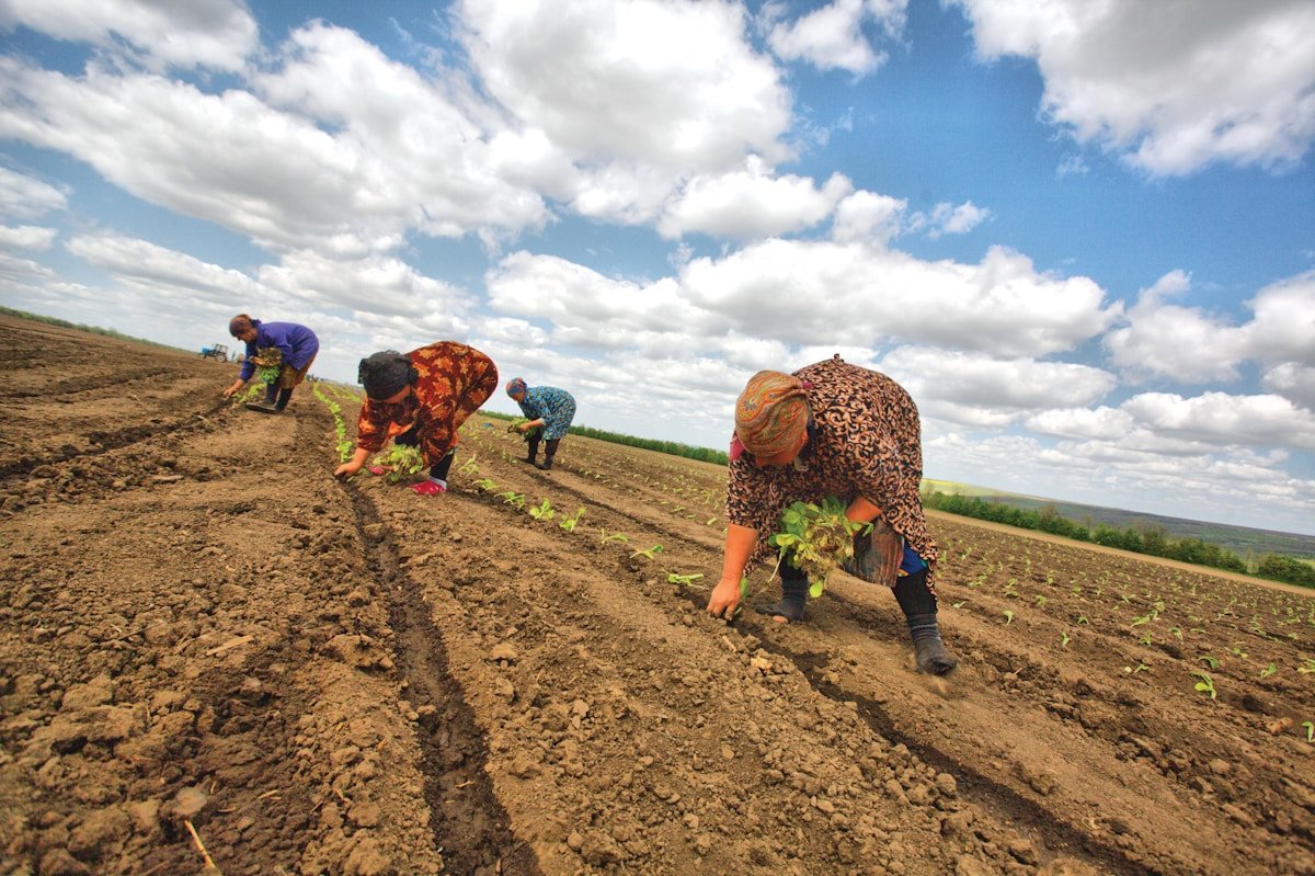 Farm workers planting crops in a field